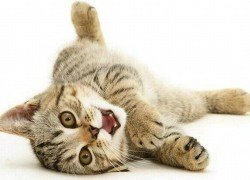 balikkucing