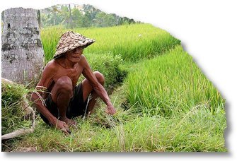 petani